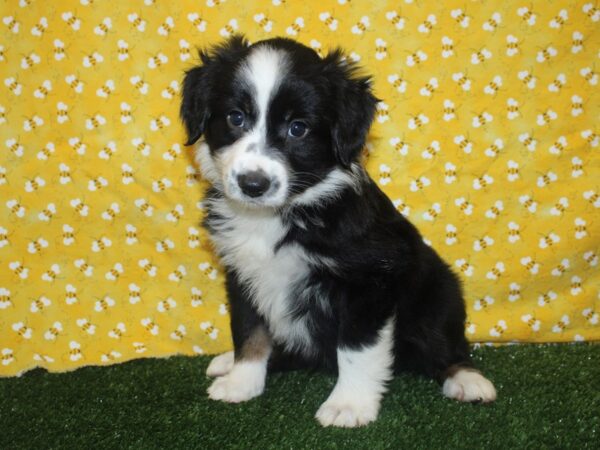 Mini Aussie DOG Female TRI 8386 Petland Rome, Georgia