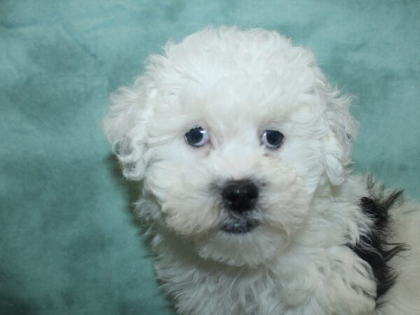 Bichapoo DOG Female BLK WHITE 18824 Petland Rome, Georgia