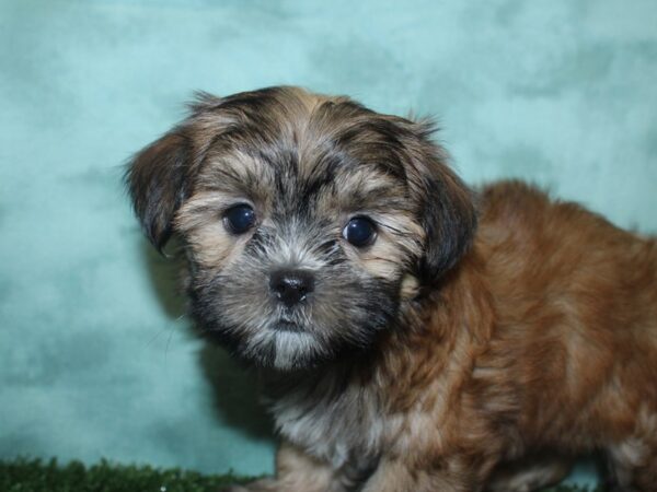 Yochon-DOG-Female-BIEGE-18823-Petland Rome, Georgia