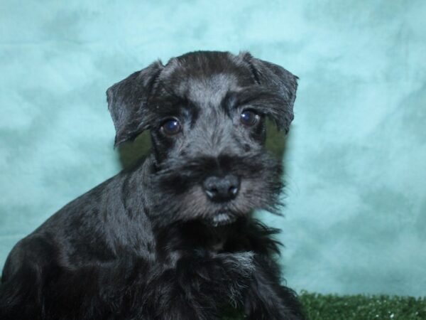 Mini Schnauzer DOG Male BLK 18821 Petland Rome, Georgia