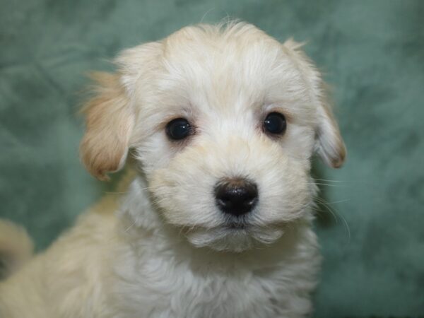 Morkie DOG Male CREAM 18820 Petland Rome, Georgia