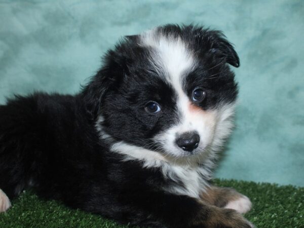 Mini Aussie DOG Male BLK TRI 18819 Petland Rome, Georgia