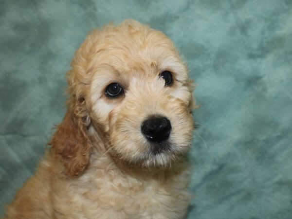 Goldendoodle DOG Male Red 18817 Petland Rome, Georgia