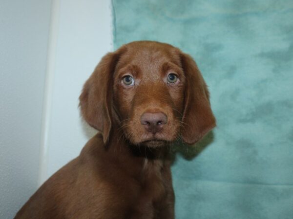 Labradoodle DOG Male Red 18816 Petland Rome, Georgia