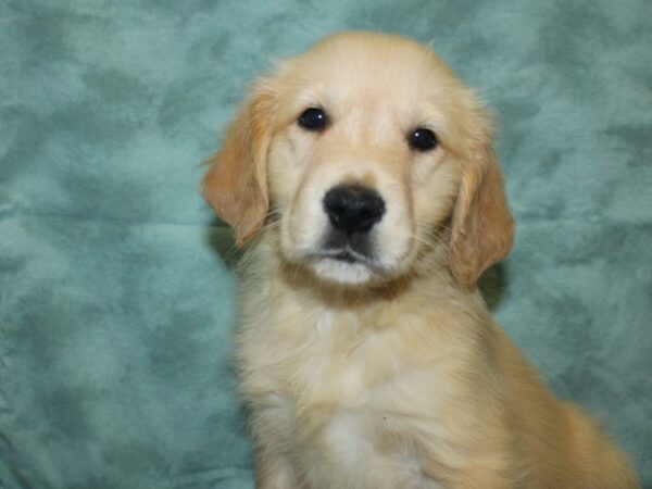 Golden Retriever DOG Male Golden 18815 Petland Rome, Georgia