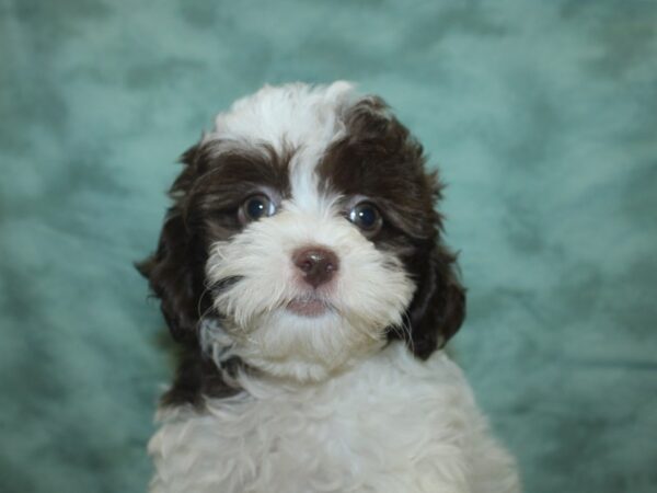 ShizaPoo DOG Male Liver / White 18827 Petland Rome, Georgia