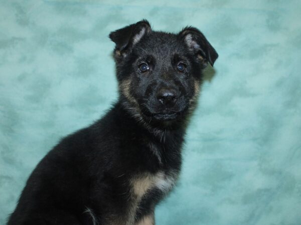 German Shepherd Dog DOG Male Black / Tan 18826 Petland Rome, Georgia