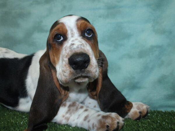 Basset Hound DOG Male Tri-Colored 18825 Petland Rome, Georgia