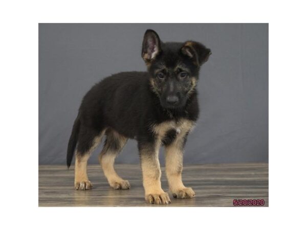 German Shepherd Dog DOG Male Black / Tan 8392 Petland Rome, Georgia