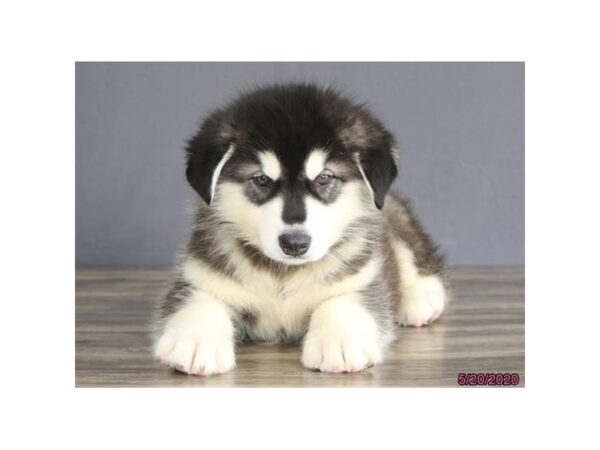 Alaskan Malamute DOG Male Black / White 8394 Petland Rome, Georgia