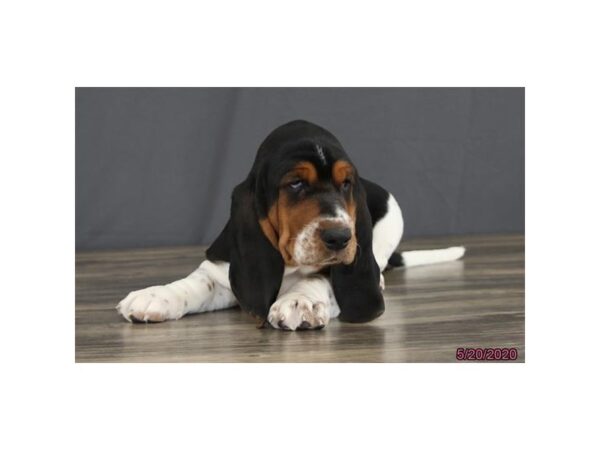 Basset Hound DOG Female Tri-Colored 8395 Petland Rome, Georgia