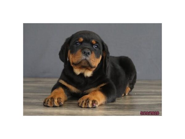 Rottweiler DOG Male Black / Tan 8396 Petland Rome, Georgia