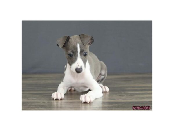 Italian Greyhound-DOG-Female-Blue-8397-Petland Rome, Georgia