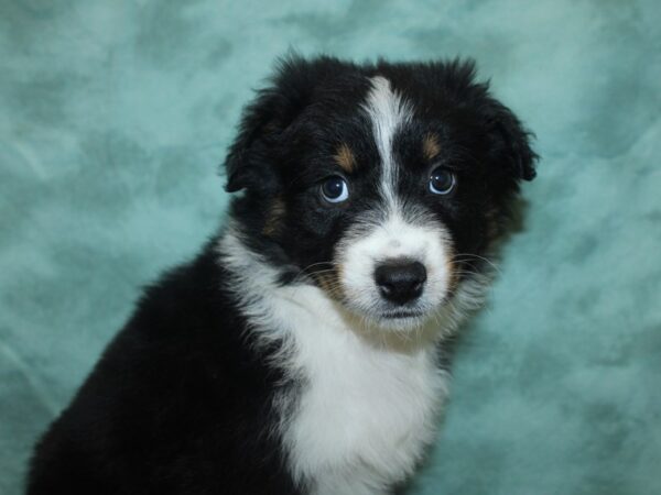 Australian Shepherd DOG Male Black 18834 Petland Rome, Georgia