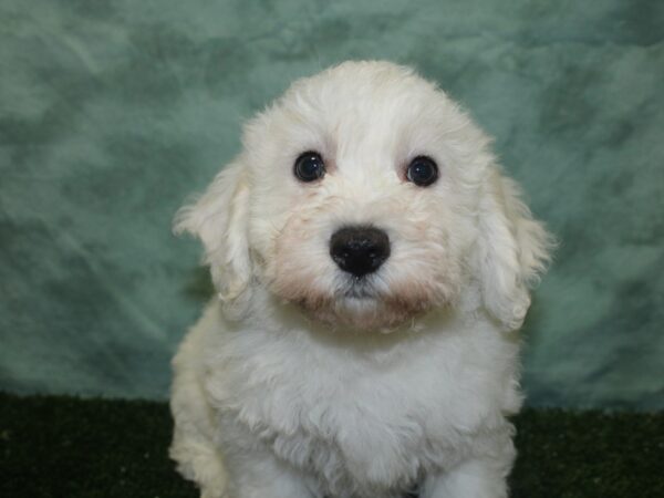 Bichon Frise DOG Male White 18836 Petland Rome, Georgia