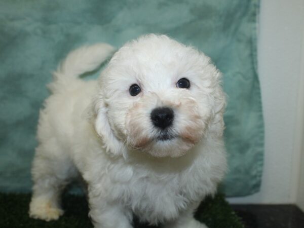 Bichon Frise DOG Male White 8400 Petland Rome, Georgia