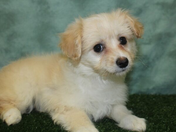 Eski-Poo DOG Female White 18839 Petland Rome, Georgia