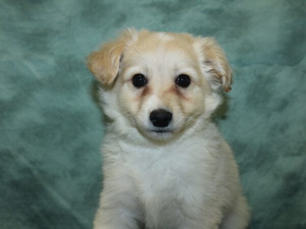 Eski-Poo DOG Male White 8398 Petland Rome, Georgia