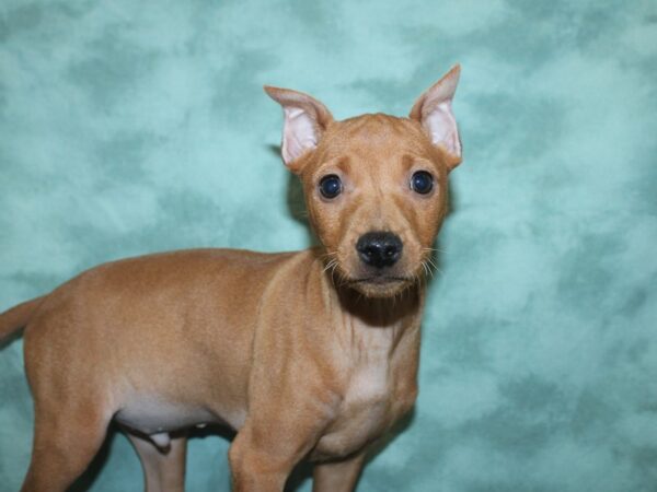 Miniature Pinscher DOG Male Red 18838 Petland Rome, Georgia