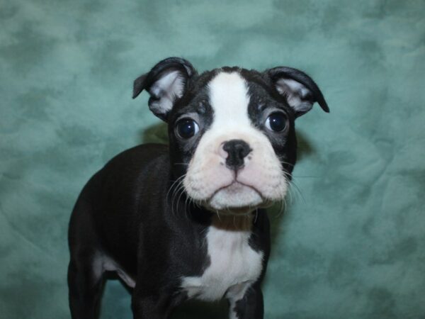 Boston Terrier DOG Male blk white 18847 Petland Rome, Georgia