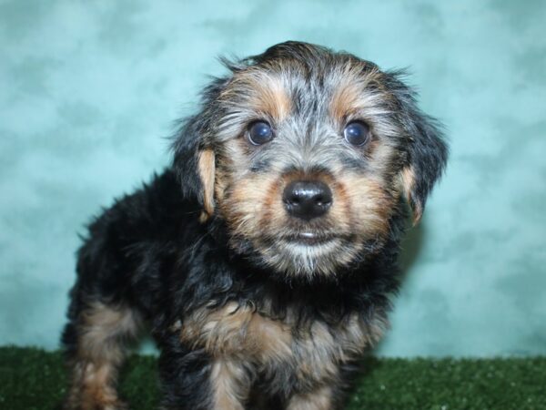 Yorkshire Terrier DOG Male BLK TAN 18846 Petland Rome, Georgia