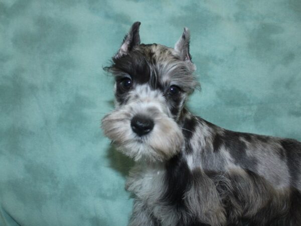 Miniature Schnauzer DOG Male BLUE  MERLE 18844 Petland Rome, Georgia