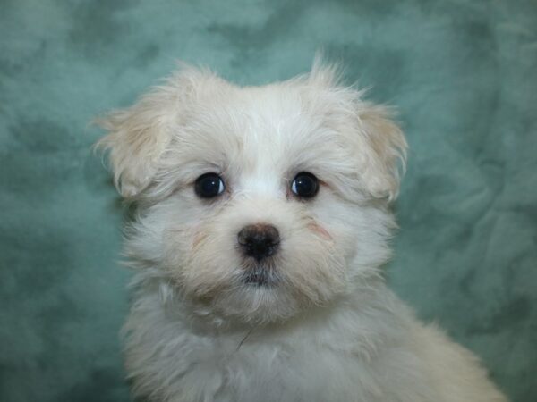 Maltese DOG Male WHITE 18845 Petland Rome, Georgia