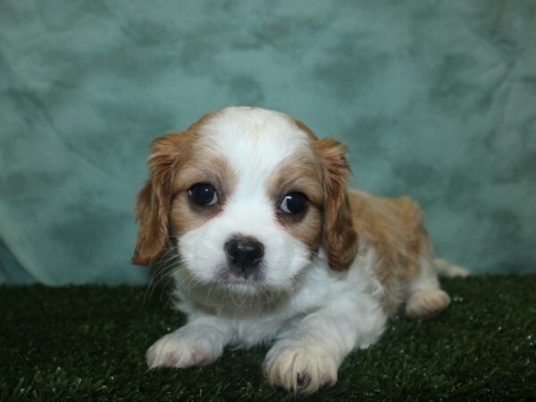 Cavalier King Charles Spaniel DOG Male BLENHEIM 18843 Petland Rome, Georgia