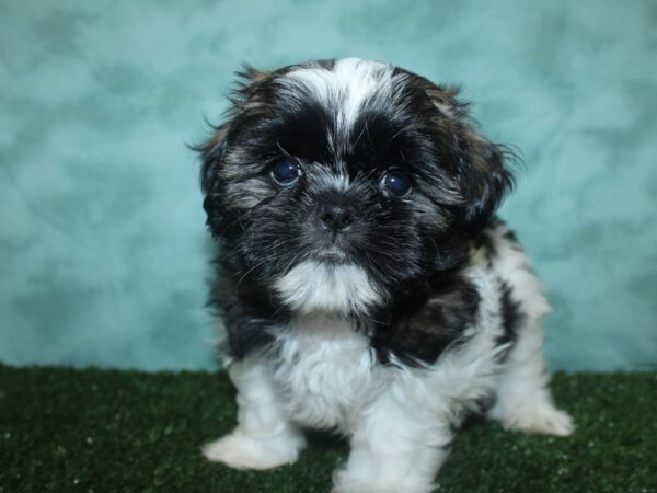 Shih Tzu DOG Male brown white 18842 Petland Rome, Georgia