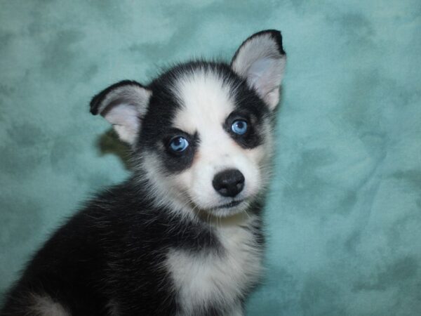 Pomsky DOG Female blk white 18841 Petland Rome, Georgia