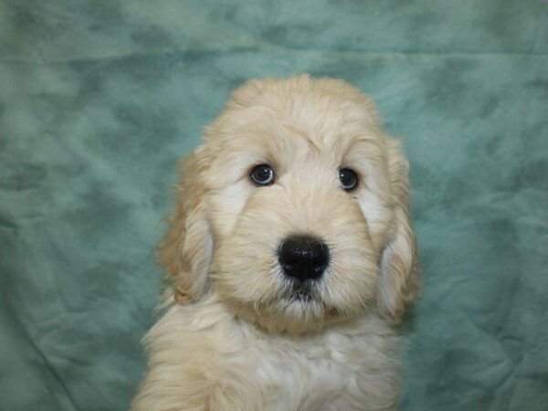 Goldendoodle DOG Female Golden 18840 Petland Rome, Georgia