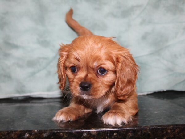 Cavalier King Charles Spaniel DOG Male Ruby 8402 Petland Rome, Georgia