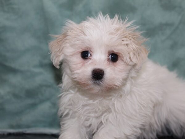 Maltese DOG Female WHITE 8405 Petland Rome, Georgia