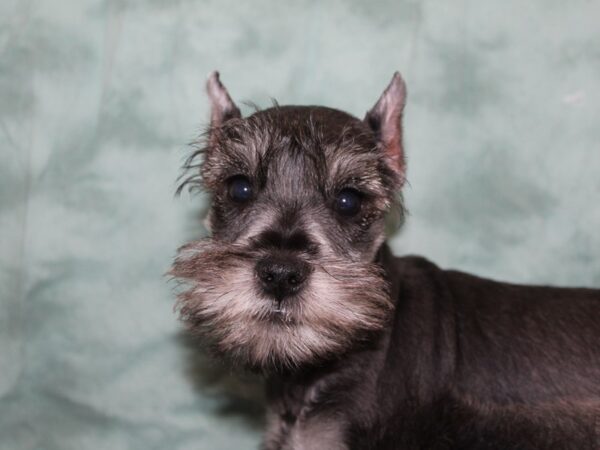 Miniature Schnauzer DOG Male SALT PEPPER 8404 Petland Rome, Georgia