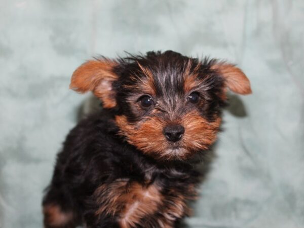 Yorkshire Terrier DOG Male Black Tan 8407 Petland Rome, Georgia