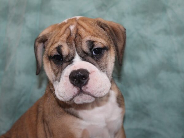 Old English Bulldog DOG Male FAWN WHITE 8406 Petland Rome, Georgia