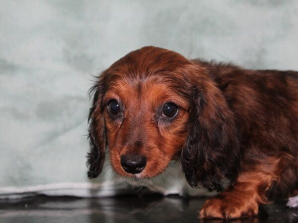 Dachshund DOG Female RED 8403 Petland Rome, Georgia