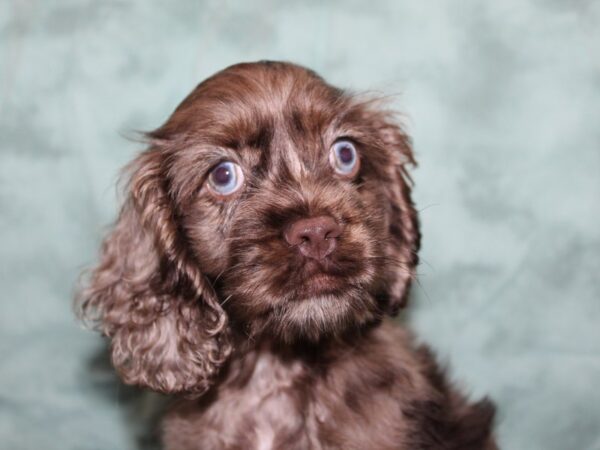 Cocker Spaniel DOG Male choc. merle 8401 Petland Rome, Georgia