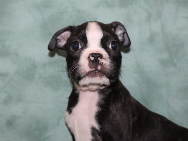 Boston Terrier DOG Male brindle white 8408 Petland Rome, Georgia