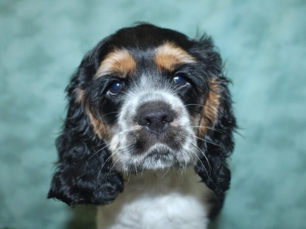 Cocker Spaniel DOG Male Black / White 18848 Petland Rome, Georgia