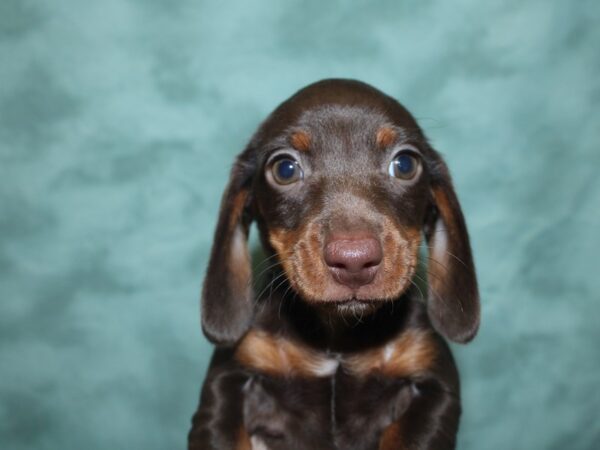 Dachshund DOG Male Chocolate / Tan 18849 Petland Rome, Georgia