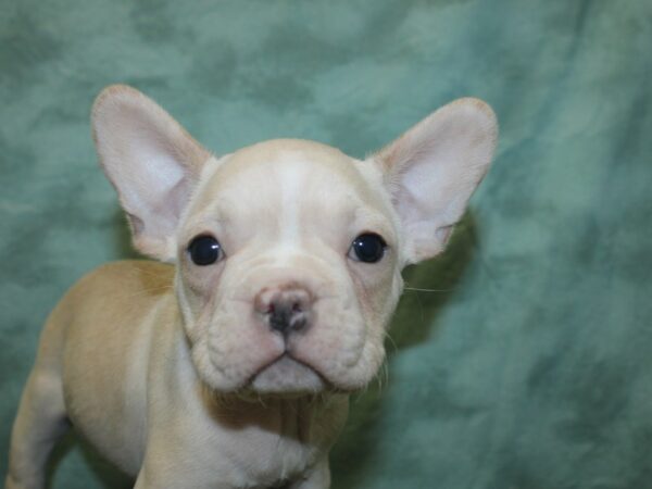 French Bulldog DOG Male Cream 18850 Petland Rome, Georgia