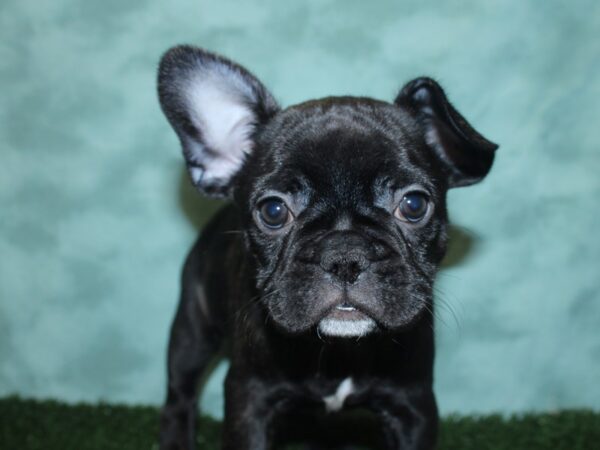 French Bulldog DOG Female Black Brindle 18851 Petland Rome, Georgia