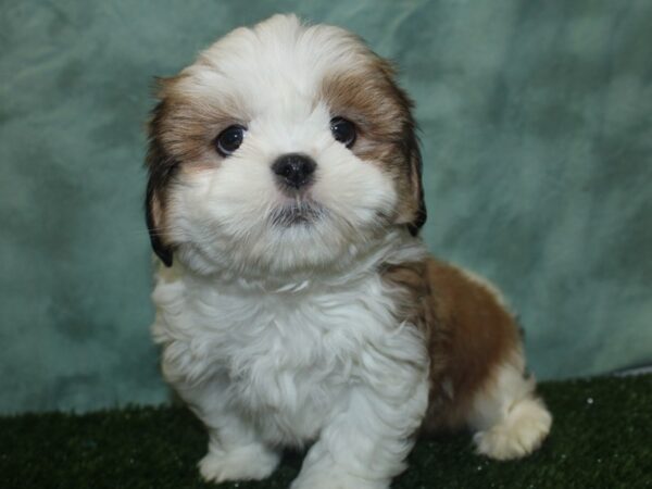 Lhasa Apso DOG Male Red / White 18852 Petland Rome, Georgia