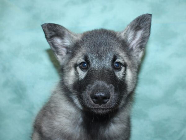 Norwegian Elkhound DOG Male Silver Gray / Black 18853 Petland Rome, Georgia