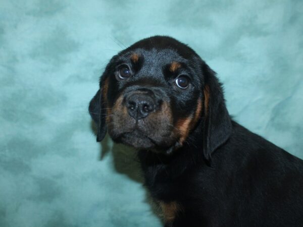 Rottweiler DOG Female Black / Tan 18854 Petland Rome, Georgia