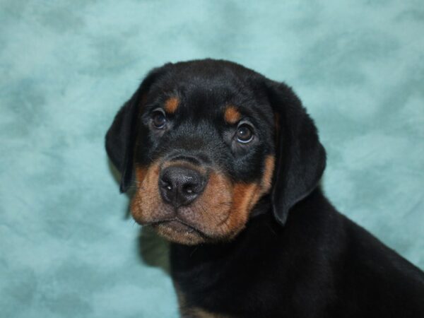 Rottweiler DOG Male Black / Tan 18855 Petland Rome, Georgia