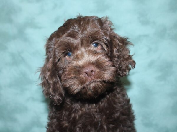 Cock A Poo-DOG-Male-Chocolate-18856-Petland Rome, Georgia