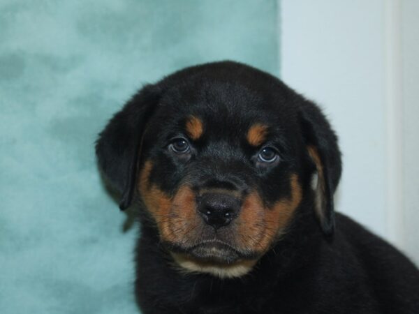 Rottweiler DOG Male Black Tan 8415 Petland Rome, Georgia