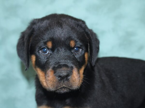 Rottweiler DOG Male Black and Tan 18866 Petland Rome, Georgia